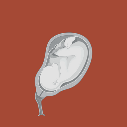 Maternal-Fetal PBPK