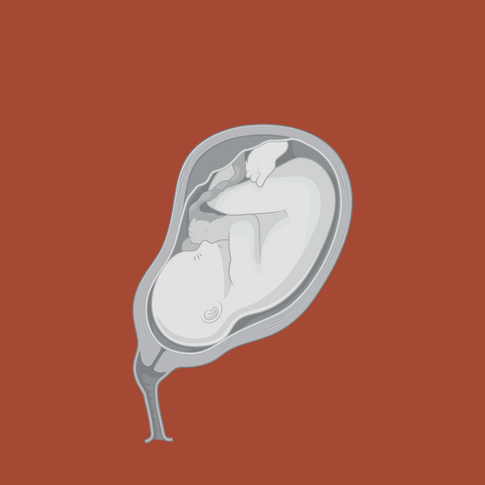Maternal-Fetal PBPK (Team)