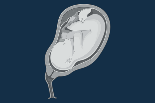 Maternal-Fetal PBPK